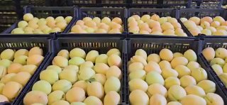 Партия армянских абрикосов для экспорта в Польшу и ЕС