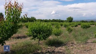 Фермеры в Армении получают кредиты под 0% по программе правительства